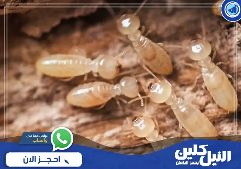 شركة مكافحة النمل الابيض في حفر الباطن (الرقم للإجار)