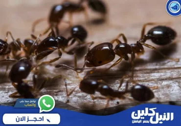 شركة مكافحة النمل الاسود في حفر الباطن